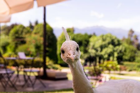 A very curious white peacockの写真素材
