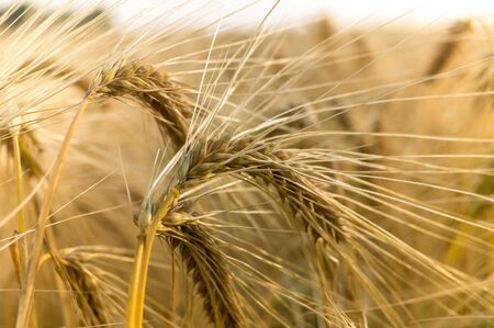 Ears of barley