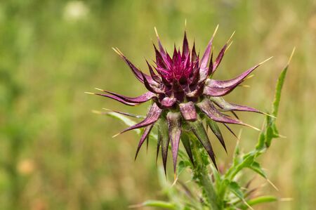 Red mountain flower, with pointed petalsの写真素材
