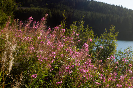 pink flowers on the shore of a mountain lake in the summerの写真素材