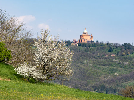 Panorama with Basilica of San Luca (Bologna) in spring with flowering wild blackthorn treeの写真素材