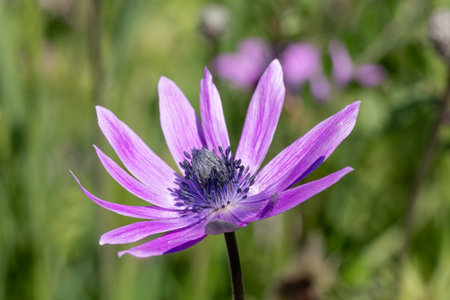 Anemone hortensis blooms at the end of springの写真素材