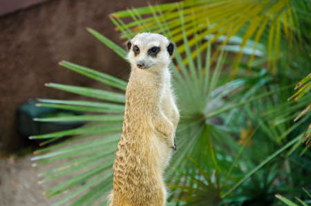 Meerkat