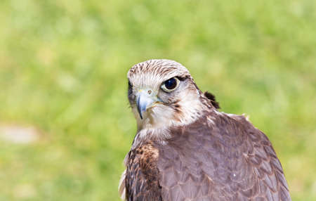 portrait of a hawk photographed during a show of falconryの写真素材