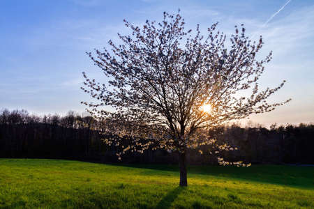 tree with flowers in the twilight of spring