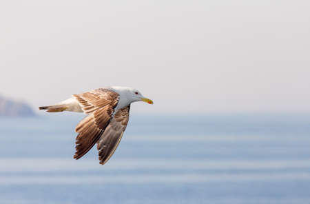 seagull flies fast over the waves of the seaの写真素材