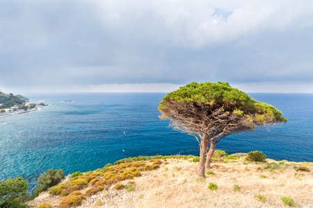 two trees watching the view from the cliffの写真素材