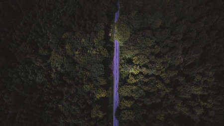 A lonely road surround it of green treesの写真素材