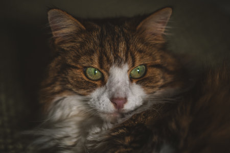 Portrait of a cat with green eyesの写真素材