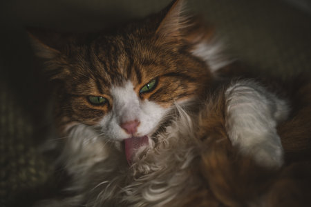 Portrait of a cat with green eyesの写真素材