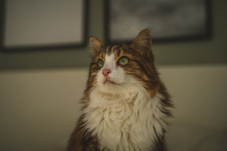 Portrait of a cat with green eyesの写真素材