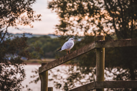 Bird resting in wooden fenceの写真素材