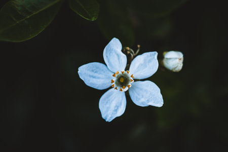 Macro photo of coloured flower