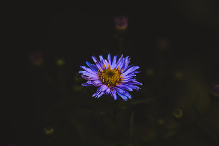 Macro photo of coloured flower