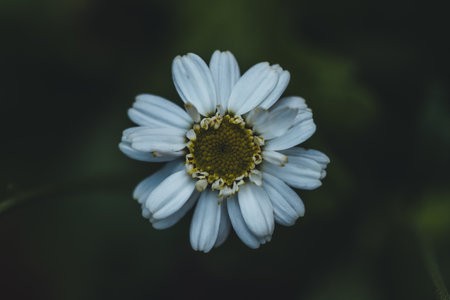 Macro photo of coloured flowerの写真素材