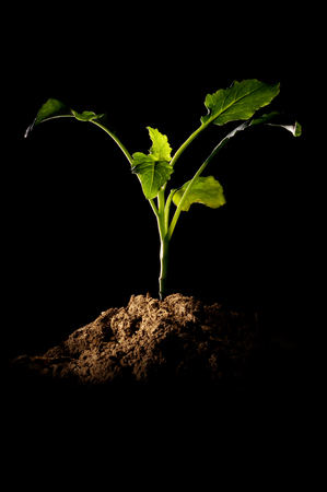 Growth of a small plant bud with pile of topsoil on a black background illuminated by a spot light from the left. Backlit through the leaves.の写真素材