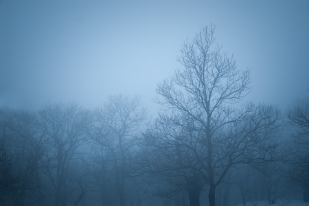 Cold winter landscape with trees surrounded by fog and snowの写真素材