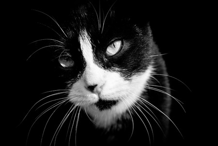 Closeup of black and white cat. Black and white photography.の写真素材