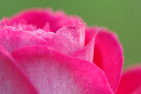 Close up and detail of pink rose flower petalの写真素材
