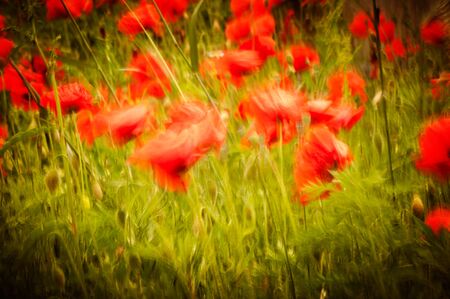 Field of bright red corn poppy flowers in summer. Flower moved by wind and panning effectの写真素材