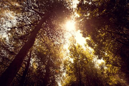Wide angle view of forest with trees against the light and sun rays through the leavesの写真素材