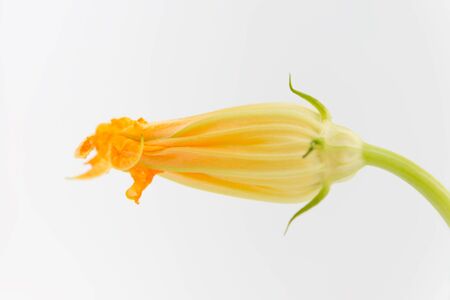 Pumpkin flower single closed isolated on white backgroundの写真素材