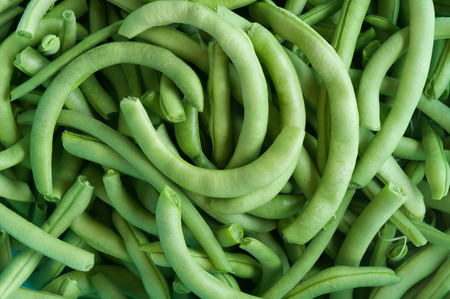 Pile of just harvested green beans. Healthy and nutrient food.の写真素材