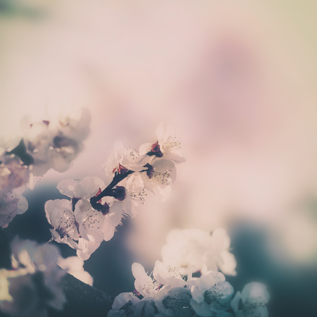 White cherry blossoms in bloom with sky backgroundの写真素材