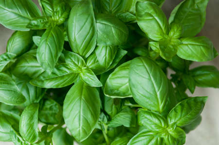 Detail of fresh basil plantの写真素材