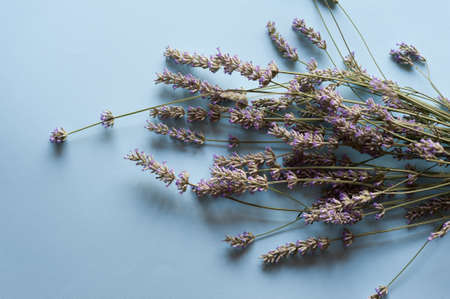 Bunch of lavender flowers on a light blue backgroundの写真素材