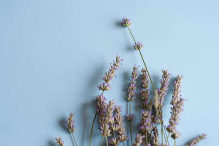Bunch of lavender flowers on a light blue backgroundの写真素材