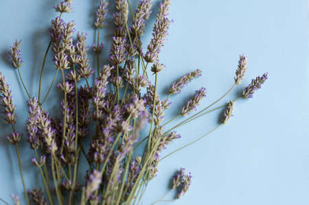 Bunch of lavender flowers on a light blue backgroundの写真素材