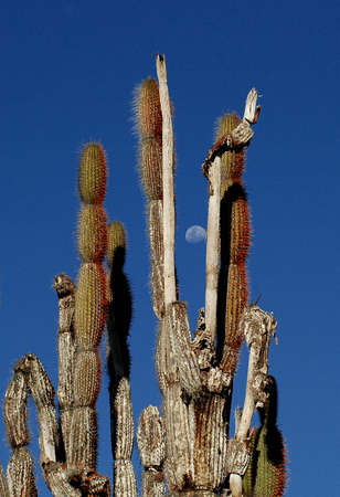 Cactus and Moon, Santa Cruz, Galapagos Islands, Ecuadorの写真素材