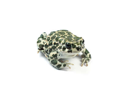 Earthlings toad on white backgroundの写真素材