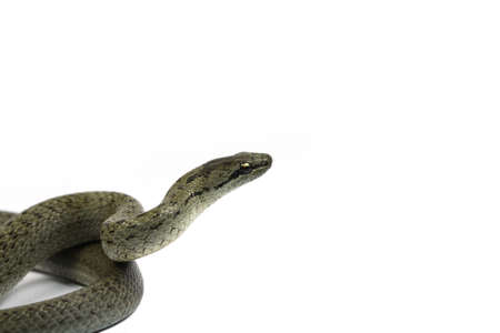 small snake on a white backgroundの写真素材