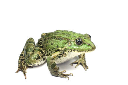green frog on white backgroundの写真素材