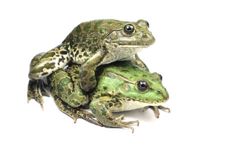 The pairing of green and brown frogの写真素材