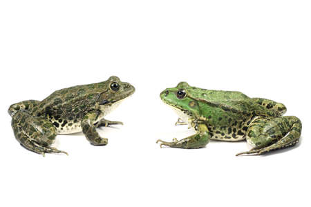 Two frogs are sitting across from each other on a white backgroundの写真素材