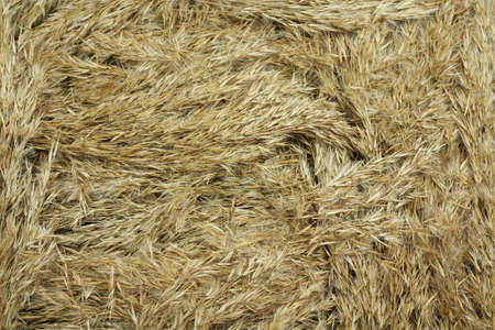 The crown of old dry reeds, abstract background