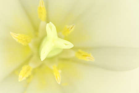 beautiful white tulip flower closeupの写真素材
