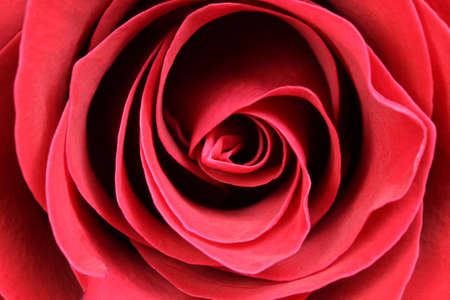 beautiful red rose bud closeupの写真素材
