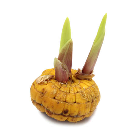 Tulip bulb with sprout on a white backgroundの写真素材