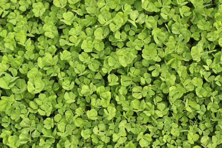 ordinary clover leaves abstract background