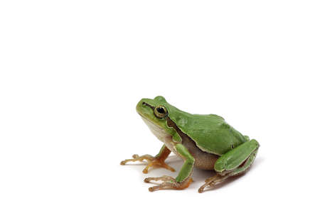 small green tree frog on white background の写真素材