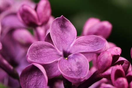  purple flower closeup の写真素材