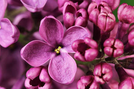 flower blooming spring of lilacs closeup の写真素材