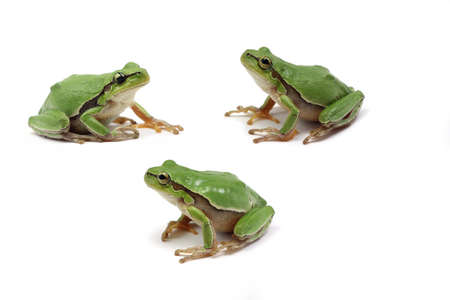 green tree frog on white backgroundの写真素材