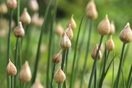 blooming green shoots of young onionsの写真素材