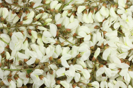 White acacia flowers abstract backgroundの写真素材