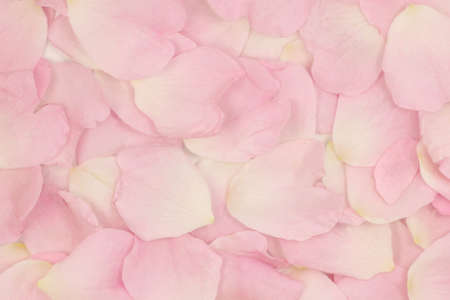 Pink flower petals abstract background の写真素材